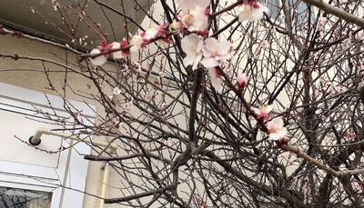 １年生の昇降口の脇にある、梅の花が咲きました。殺風景だった場所が明るくなりました。